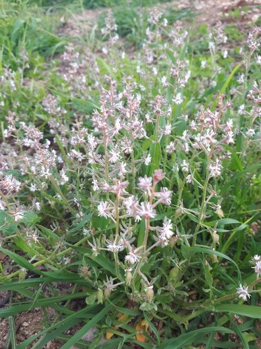 Reseda orientalis (Müll.Arg.) Boiss.