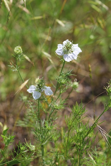 Nigella arvensis L.