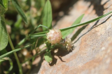 Trifolium bullatum Boiss. & Hausskn. ex Boiss.