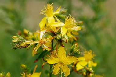 Hypericum perforatum L.
