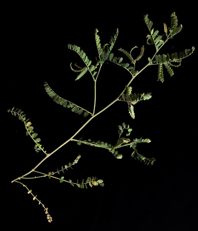 Biserrula pelecinus L.