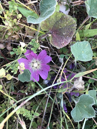 Alcea acaulis (Cav.) Alef.