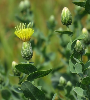 Klasea cerinthifolia (Sm.) Greuter & Wagenitz