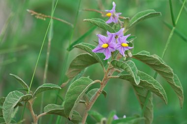 Solanum incanum L.