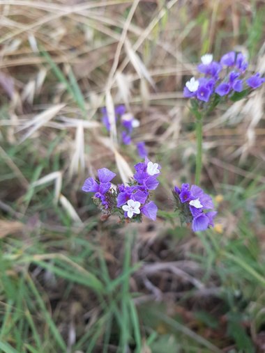 Limonium sinuatum (L.) Mill.