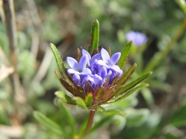 Asperula arvensis L.