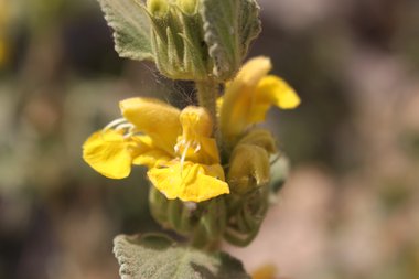 Phlomis viscosa Poir.
