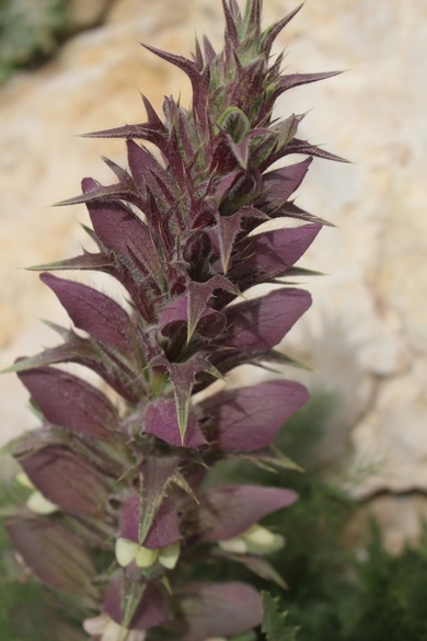 Acanthus hirsutus subsp. syriacus (Boiss.) Brummitt