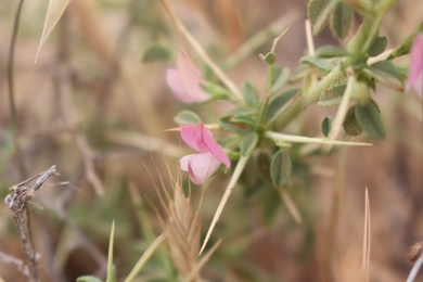 Ononis spinosa L.