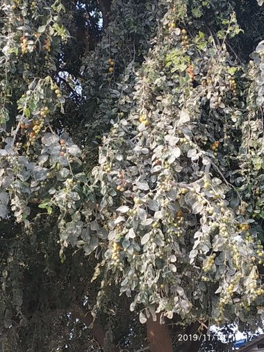 Ziziphus spina-christi (L.) Desf.