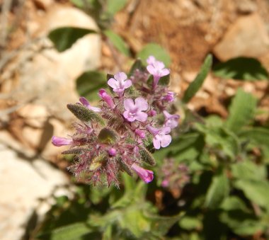 Micromeria nervosa (Desf.) Benth.