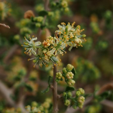 Nitraria retusa (Forssk.) Asch.
