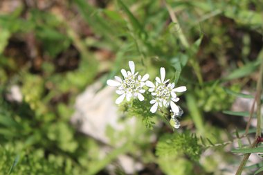 الأزهار، شهر آذار. هذه الصورة مرخصة تحت المشاع الاٍبداعي نسب المصنف - غير تجاري 4.0