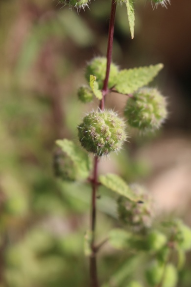 Flowers & Leaves, April. This photo is available under the Creative Commons CC-BY-NC 4.0 License.