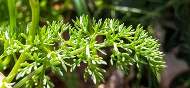 نسب المصنف - غير تجاري 4.0 دولي (CC BY-NC 4.0)- i naturalist.