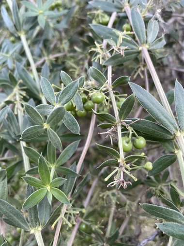 نسب المصنف - غير تجاري 4.0 دولي (CC BY-NC 4.0)- i naturalist.