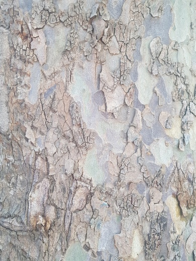 Bark, June. This photo is available under the Creative Commons CC-BY-NC 4.0.