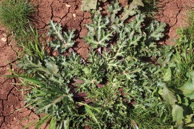 الأوراق، شهر شباط. هذه الصورة مرخصة تحت المشاع الاٍبداعي نسب المصنف - غير تجاري 4.0