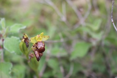صورة عامة، شهر آذار. هذه الصورة مرخصة تحت المشاع الاٍبداعي نسب المصنف - غير تجاري 4.0
