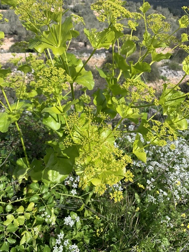 Flowers & Leaves, March. This photo is available under the Creative Commons CC-BY-NC 4.0 License.
