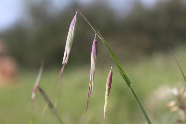 Spikes, March. This photo is available under the Creative Commons CC-BY-NC 4.0 License.