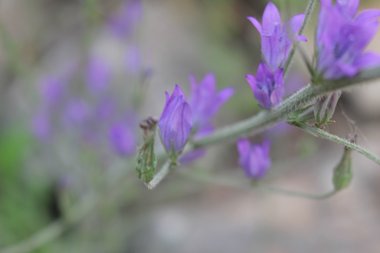 الأزهار، شهر نيسان. هذه الصورة مرخصة تحت المشاع الاٍبداعي نسب المصنف - غير تجاري 4.0