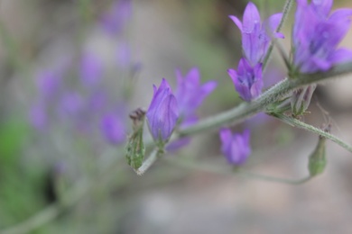 Flowers, April. This photo is available under the Creative Commons CC-BY-NC 4.0.