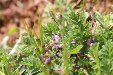 Seed Pods & Leaves, February. This photo is available under the Creative Commons CC-BY-NC 4.0.