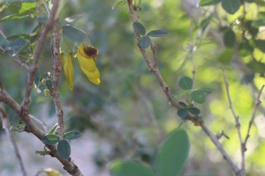 الأزهار، شهر نيسان. هذه الصورة مرخصة تحت المشاع الاٍبداعي نسب المصنف - غير تجاري 4.0