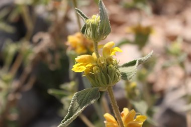 الأزهار والأوراق، شهر نيسان. هذه الصورة مرخصة تحت المشاع الاٍبداعي نسب المصنف - غير تجاري 4.0