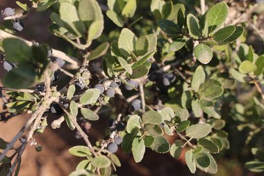 Fruits & Leaves, October. This photo is available under the Creative Commons CC-BY-NC 4.0.