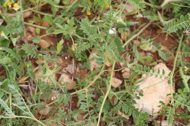 Leaves, March. This photo is available under the Creative Commons CC-BY-NC 4.0 License.