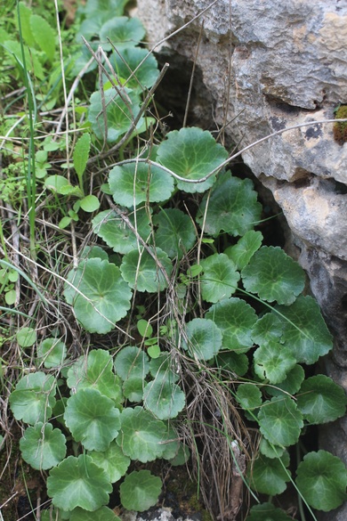 Leaves, December. This photo is available under the Creative Commons CC-BY-NC 4.0 License.