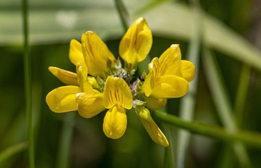 نسب المصنف - غير تجاري 4.0 دولي (CC BY-NC 4.0)- i naturalist.