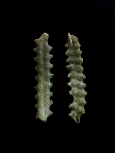 القرون، شهر نيسان. هذه الصورة مرخصة تحت المشاع الاٍبداعي نسب المصنف - غير تجاري 4.0