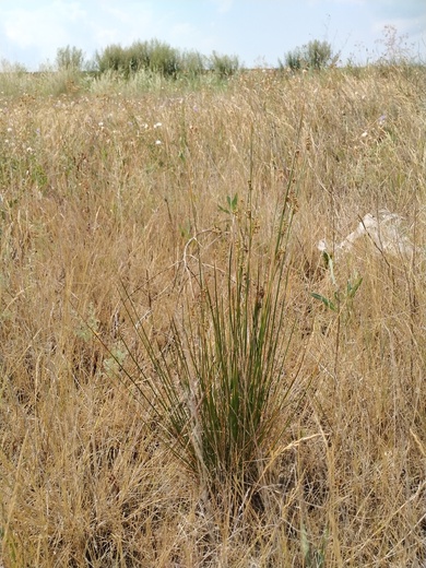 Via inaturalist. Licensed under Attribution-NonCommercial 4.0.International.