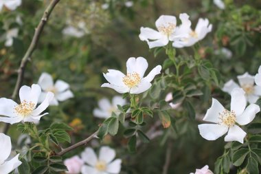 الأزهار والأوراق، شهر نيسان. هذه الصورة مرخصة تحت المشاع الاٍبداعي نسب المصنف - غير تجاري 4.0