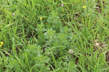 صورة عامة، شهر آذار. هذه الصورة مرخصة تحت المشاع الاٍبداعي نسب المصنف - غير تجاري 4.0