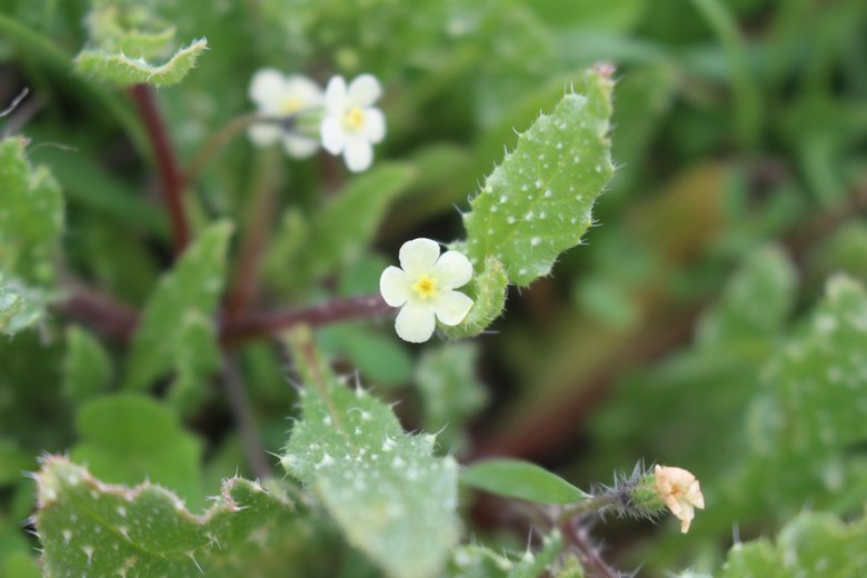 الأزهار والأوراق، شهر آذار. هذه الصورة مرخصة تحت المشاع الاٍبداعي نسب المصنف - غير تجاري 4.0