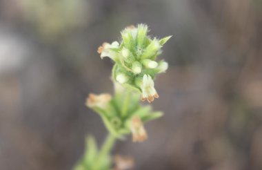 الأزهار، شهر حزيران. هذه الصورة مرخصة تحت المشاع الاٍبداعي نسب المصنف - غير تجاري 4.0