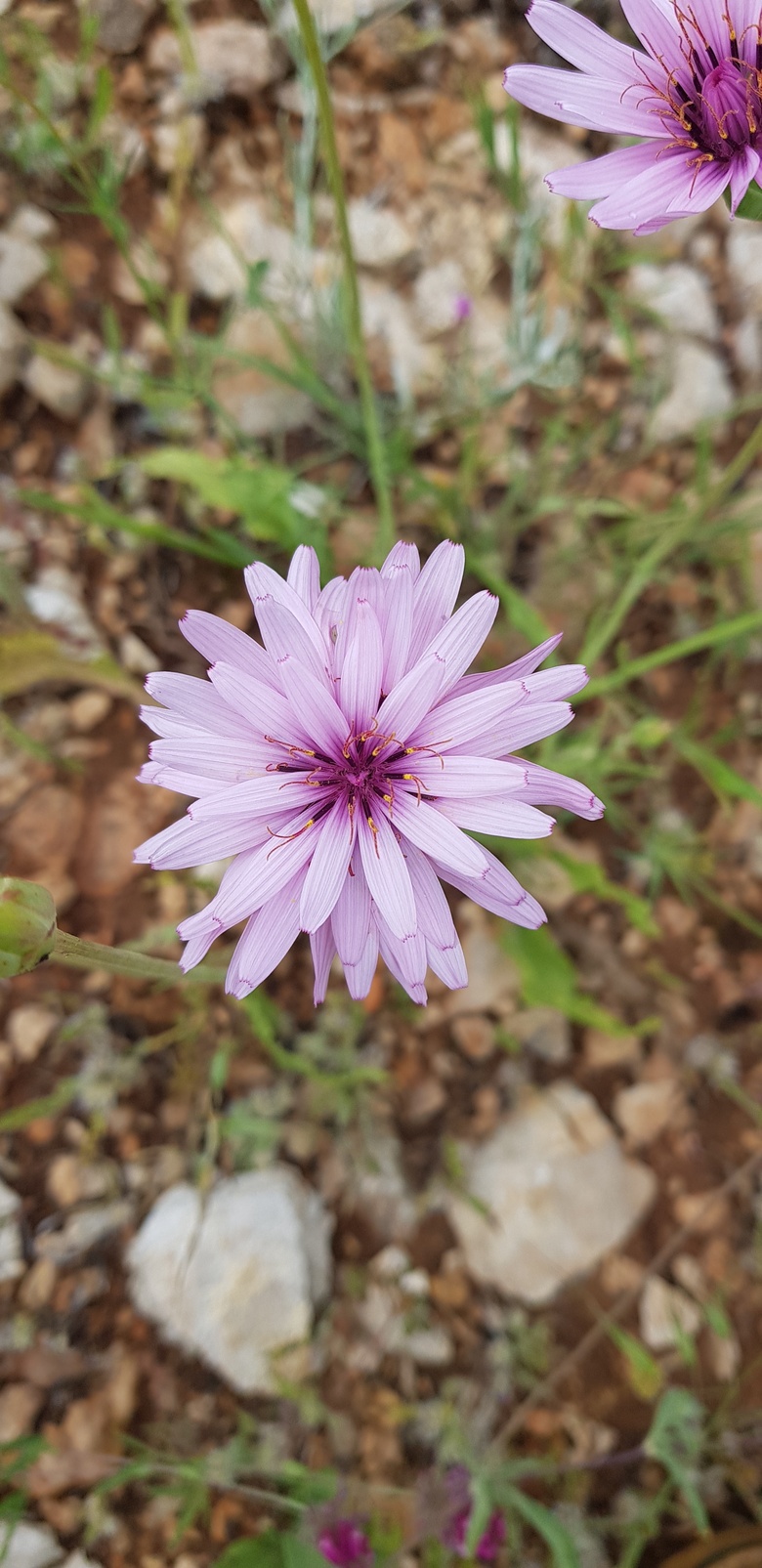 Flower, February. This photo is available under the Creative Commons CC-BY-NC 4.0 License.