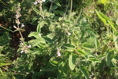 الأزهار و الأوراق، شهر نيسان. هذه الصورة مرخصة تحت المشاع الاٍبداعي نسب المصنف - غير تجاري 4.0