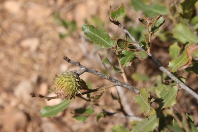 Acorns, October. This photo is available under the Creative Commons CC-BY-NC 4.0.