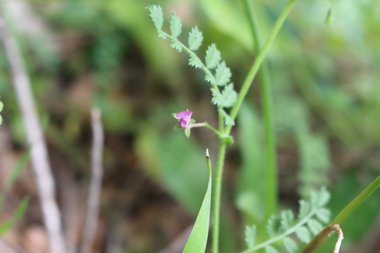 الزهرة و الأوراق، شهر نيسان. هذه الصورة مرخصة تحت المشاع الاٍبداعي نسب المصنف - غير تجاري 4.0