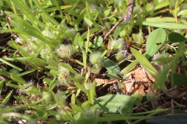 الأوراق، شهر آذار. هذه الصورة مرخصة تحت المشاع الاٍبداعي نسب المصنف - غير تجاري 4.0