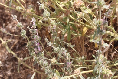 Flowers & Leaves, June. This photo is available under the Creative Commons CC-BY-NC 4.0 License.
