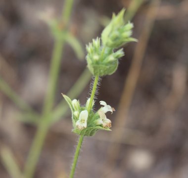 الأزهار، شهر حزيران. هذه الصورة مرخصة تحت المشاع الاٍبداعي نسب المصنف - غير تجاري 4.0