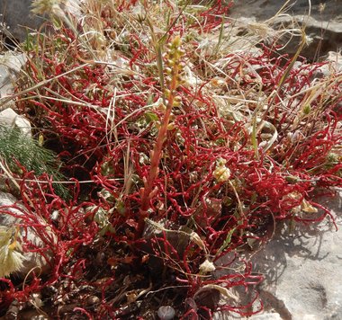 الأوراق، شهر نيسان. هذه الصورة مرخصة تحت المشاع الاٍبداعي نسب المصنف - غير تجاري 4.0