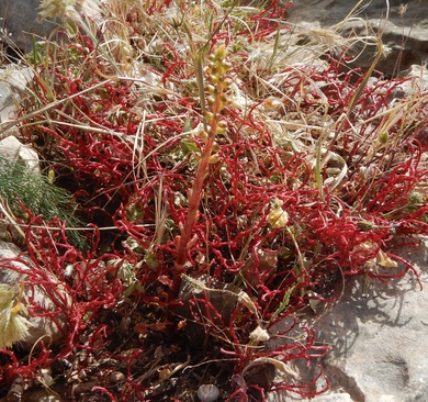 Leaves, April. This photo is available under the Creative Commons CC-BY-NC 4.0 License.