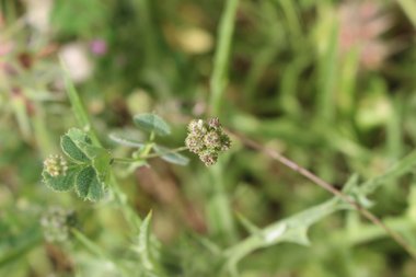 القرون والأوراق، شهر نيسان. هذه الصورة مرخصة تحت المشاع الاٍبداعي نسب المصنف - غير تجاري 4.0